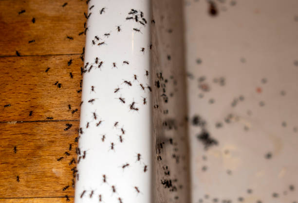 Best Wasp Removal Services  in Mooresville, IN